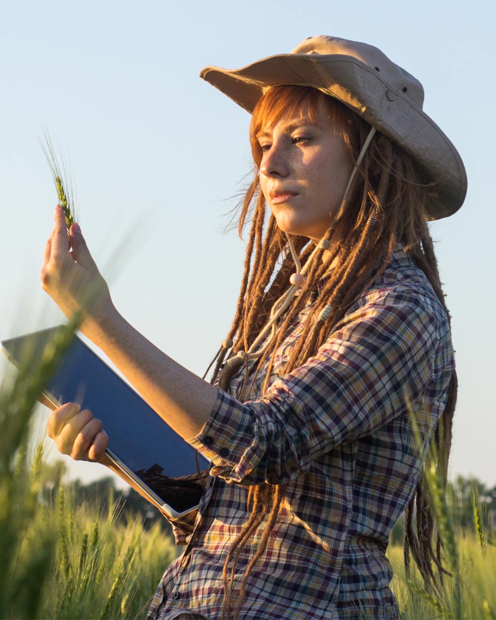 A farmer with tablet examining her wheat crop